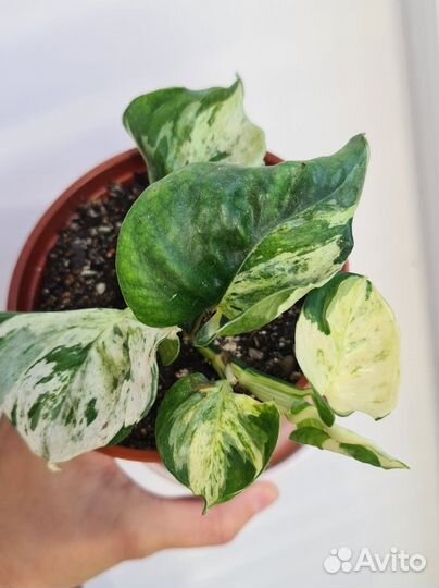 Эпипремнум хеппи лиф