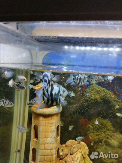 Мальки сапфирового попугая