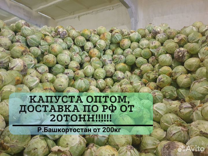 Капуста оптом от 20 тонн