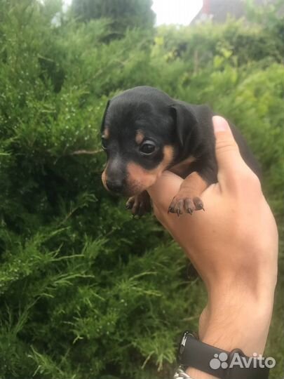 Той-терьер щенки