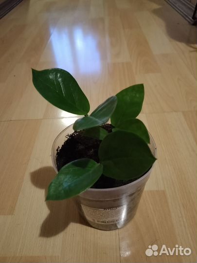 Замиокулькас(долларовое дерево.)