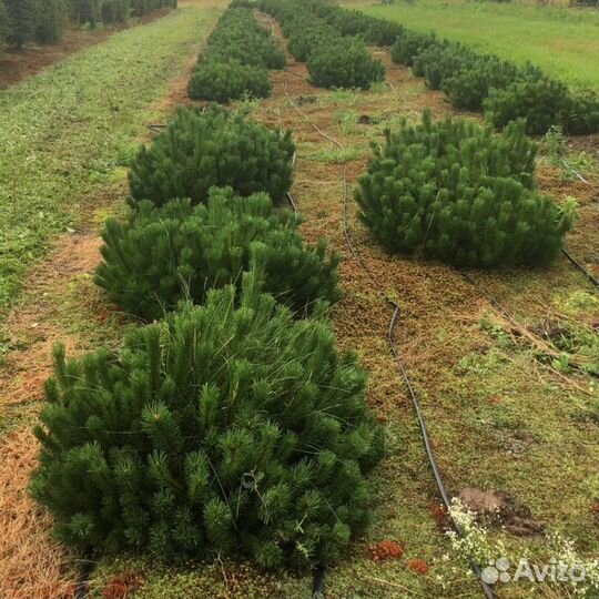 Сосна Мугус
