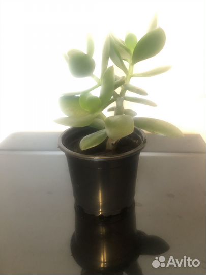 Денежное дерево толстянка крассула