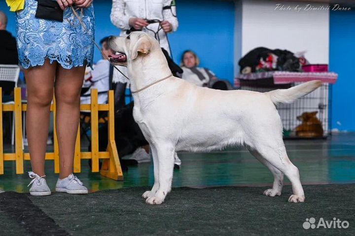 Щенки лабрадора