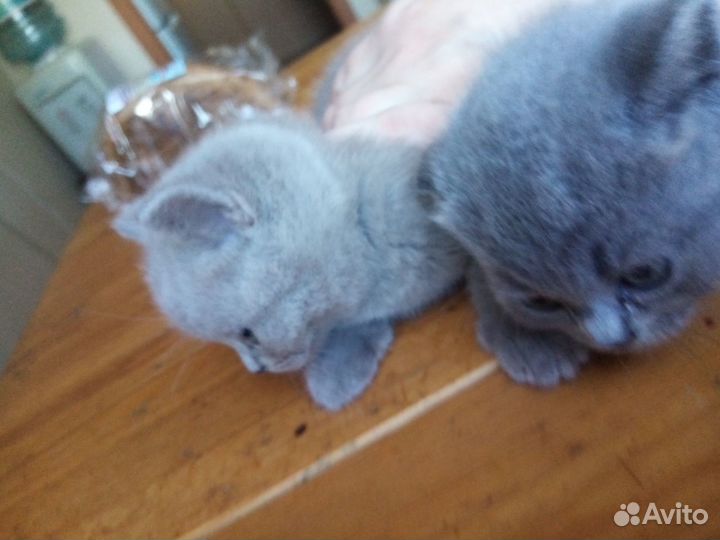 Британская кошечка в добрые руки