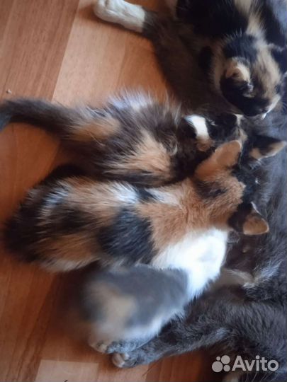 Трехцветный котенок девочка