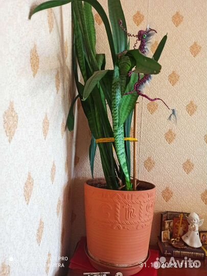 Сансевиерия тещин язык щучий хвост