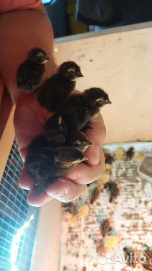 Перепелята