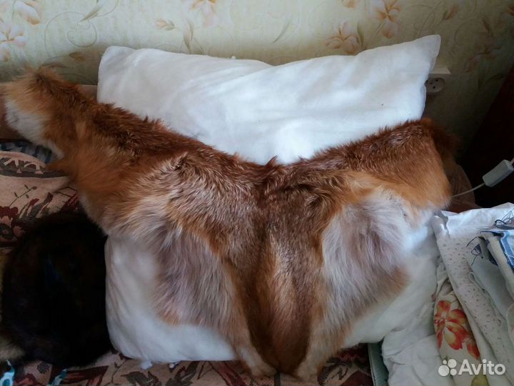 Лисий воротник