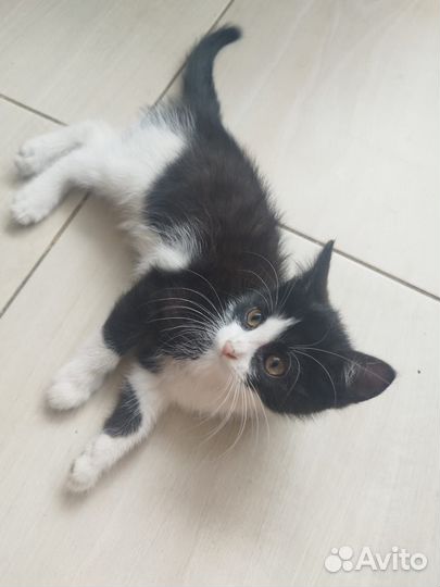 Отдам котёнка