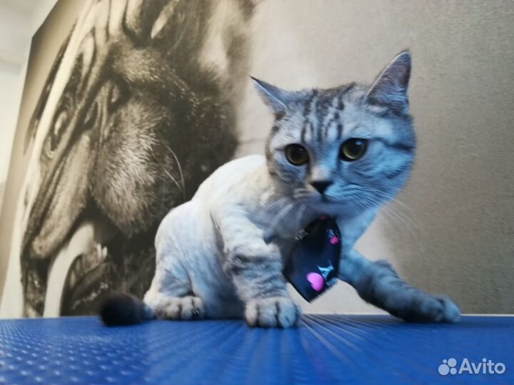 Стрижка животных