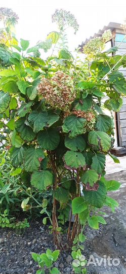 Гортензия анабель