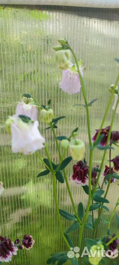 Многолетники