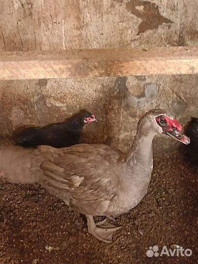 Утки немецкой линии