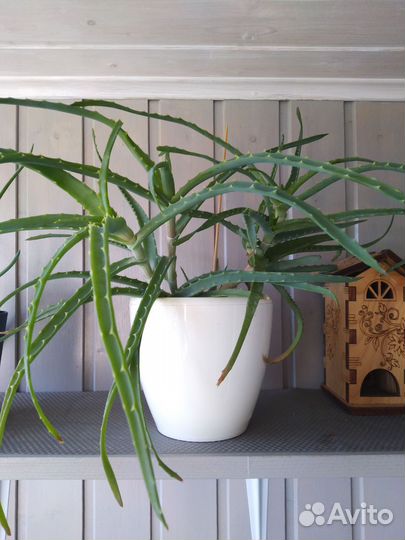 Алоэ (столетник)