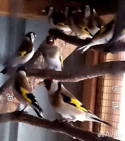 Певчие птицы