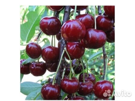 Вишня шпанка саженец 2 года
