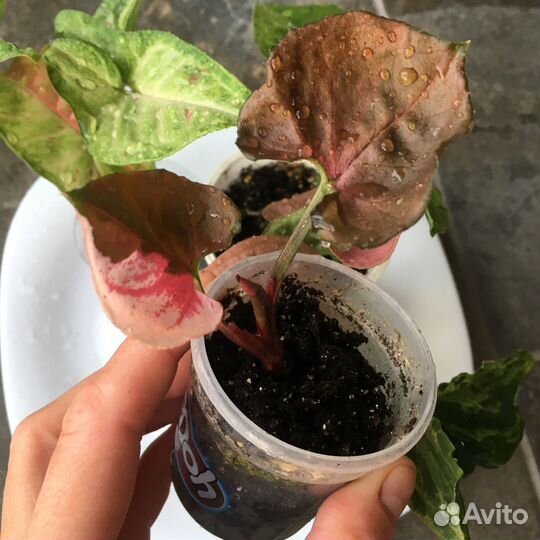 Сингониумы набором