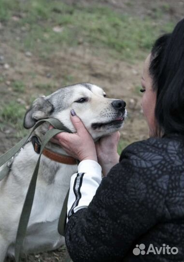 Собаки бесплатно