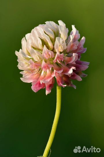 Клевер розовый 