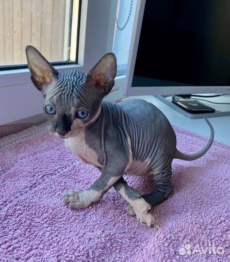 Канадский сфинкс