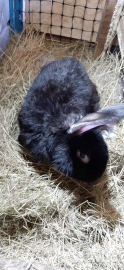 Крол мясной породы