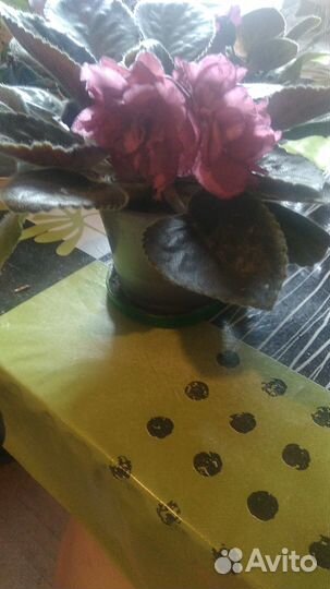 Сортовые фиалки