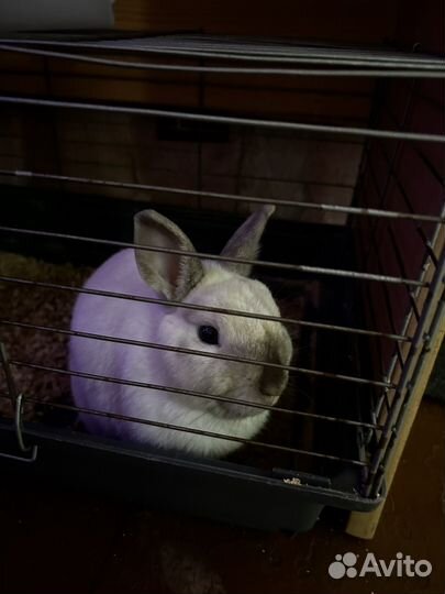 Декоративные кролики