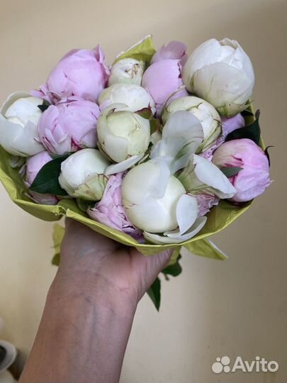 Пионы для букета