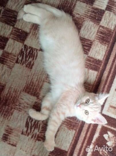 Котенок девочка