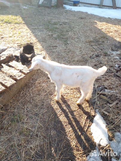 Нубийские козы козлята