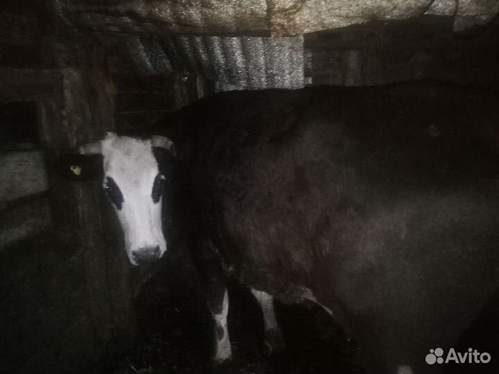 Коровы, быки