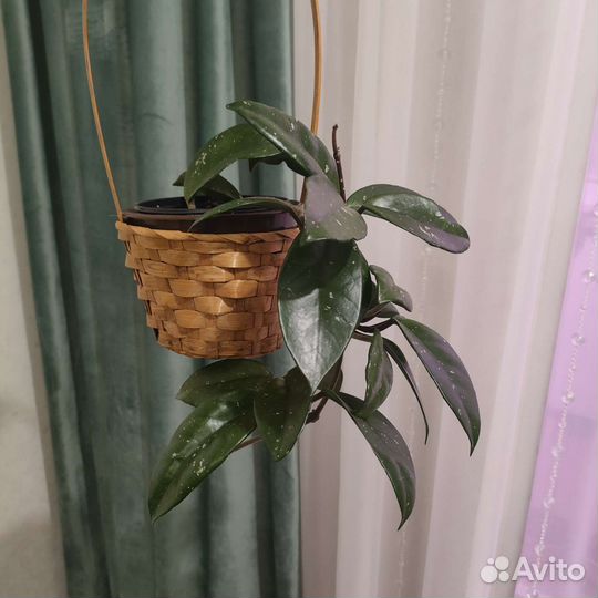 Хойя карноза