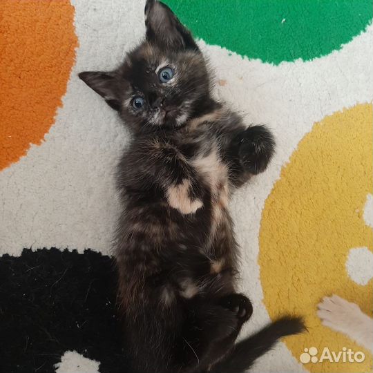 Котята