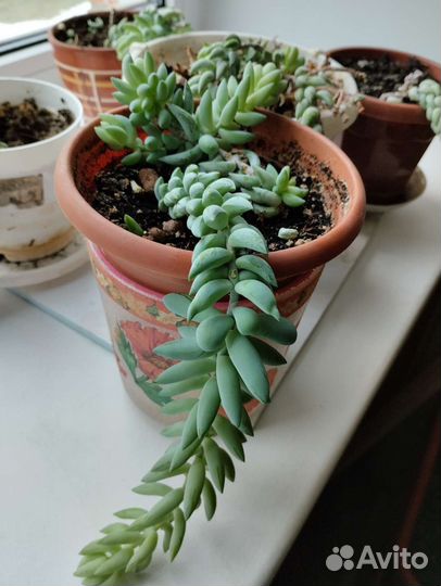 Очиток,Фикус бегония, ахименис