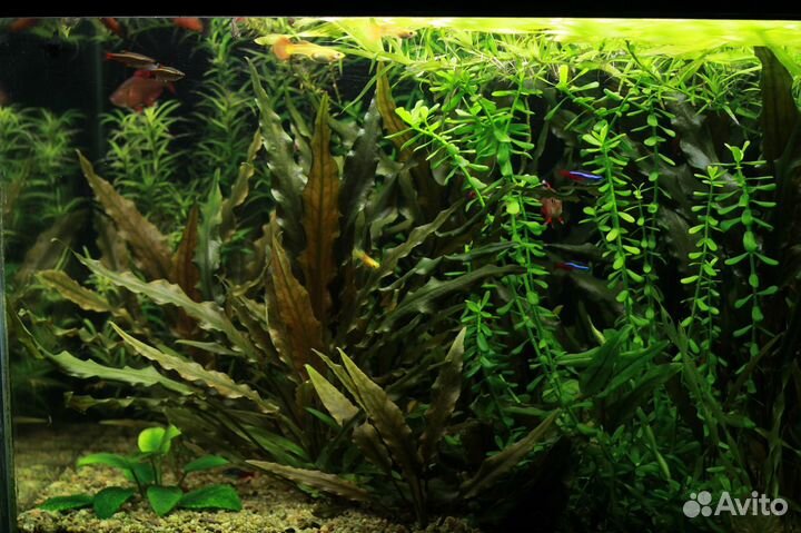 Аквариумное разнотравье