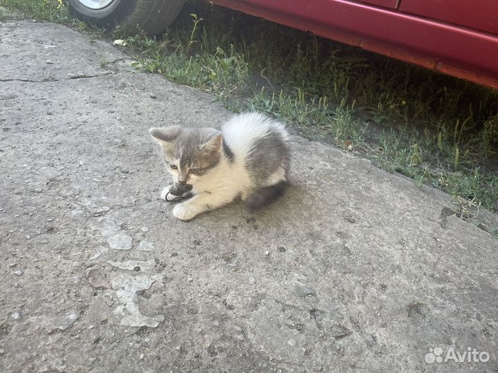 Катята от кошки крыселовки