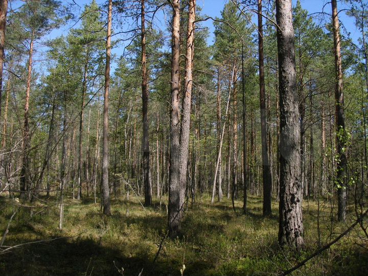 Участок 10 сот. (СНТ, ДНП)