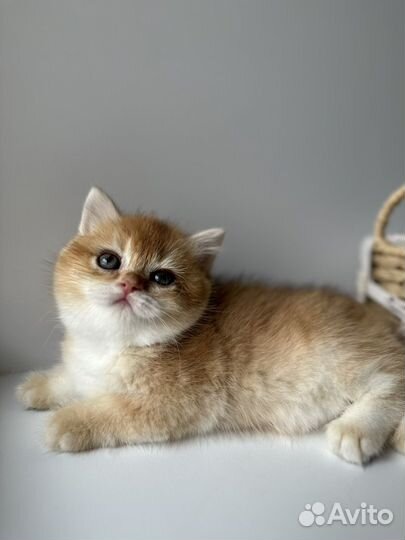 Британская золотая шиншилла ny12