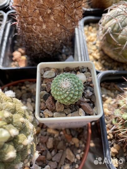 Кактус Strombocactus disciformis