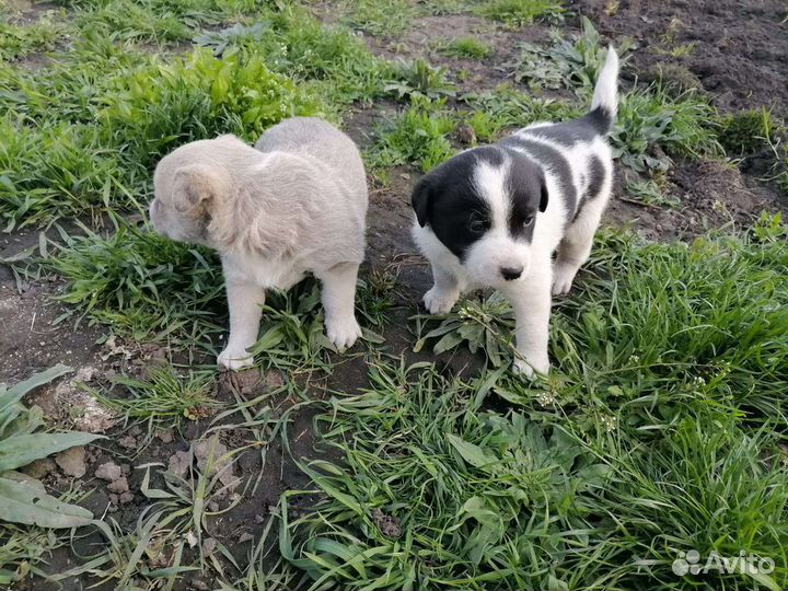 Отдам в добрые руки