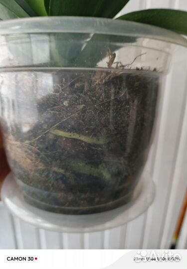 Орхидея фаленопсис