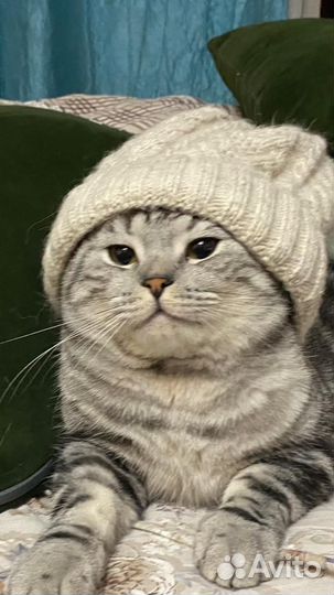 Шотландский кот вязка