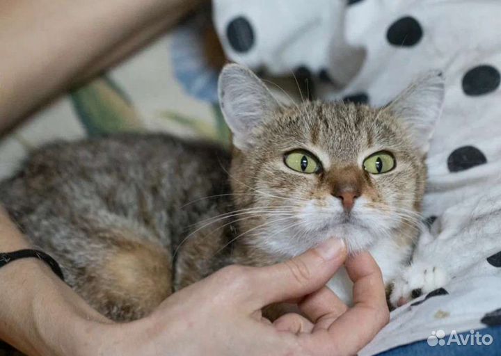 Ласковая Шишка в добрые руки