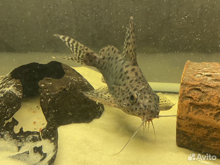 Сом синодонтис