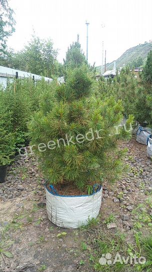 Кедр Сибирский 80-120см