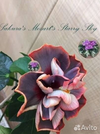 Сортовые гибискусы