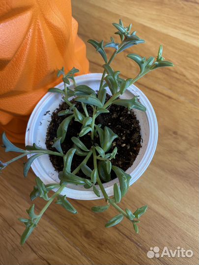 Цветы -радость в дом)