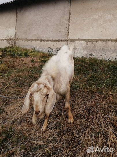 Нубийский козел