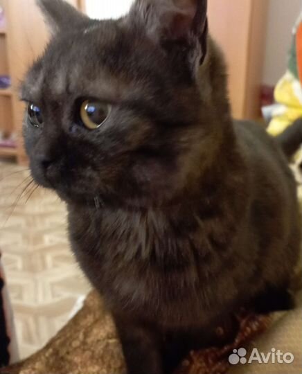 Котик шотландский